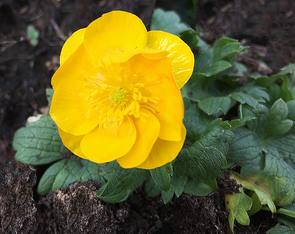 Ranunculus montanus